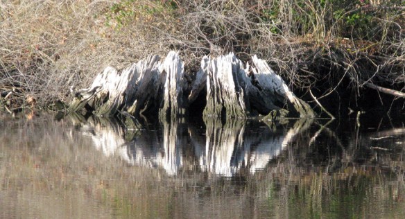12-1 Alligator Pungo Canal kaleidoscope 2