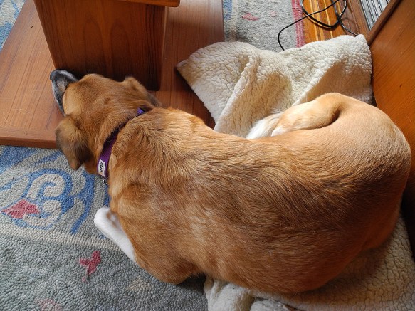 Niya guarding my feet